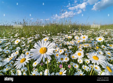 Romantic Ox Eye Daisy Blooms In Green Grass Under Blue Sky With White