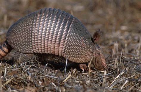 Facts About The Nine Banded Armadillo Of Usa Pickchur