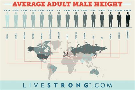 What Is the Average Adult Male Height and Weight? | LIVESTRONG.COM