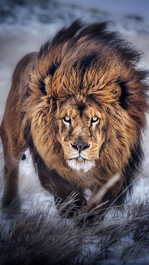African Lion Pictures Free Download New Hd Wallpapers Iphone 7 Plus