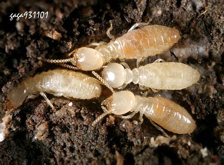 20,374 likes · 5 talking about this. 家白蟻 Coptotermes formosanus