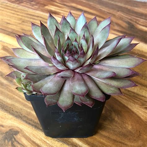 Red Beauty Succulent Sempervivum Hens Chicks 4 Inch Pot Live Etsy