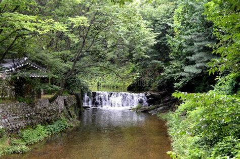 Korean Nature Korean Rivers Plants And Trees South Korea Stock Image