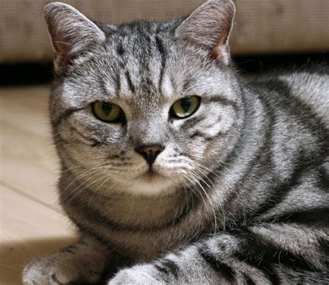 It's the fastest domestic cat and has a loyal, friendly personality. Short hair | Cat breeds, Domestic cat breeds, British ...