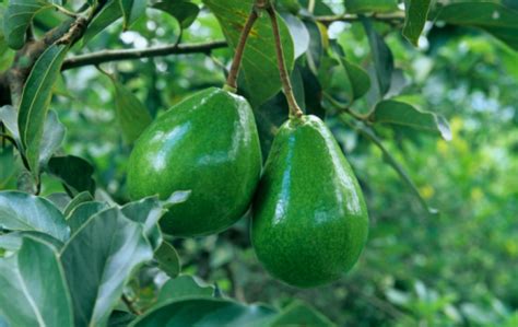 With the right conditions and a little patience, they may even bear you some pretty you'll also learn how to care for your avocado tree, how long it takes to grow real avocados, and how to troubleshoot any challenges your sprouts. How to Plant an Avocado Seed - How To Plant