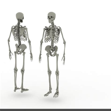 Skeleton Realistic Human 3d Model 8 Obj Fbx 3ds 3dm Free3d