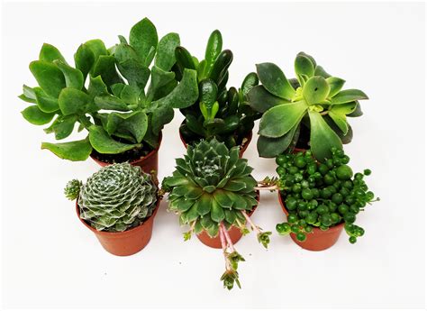 9greenbox 6 Pack Succulents Choose From 10 Types Of Real And Hand