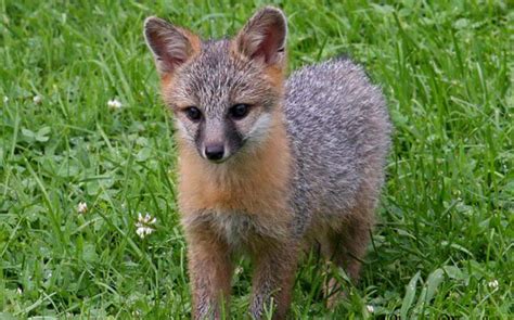 Gray Fox Kits Baby Animal Zoo