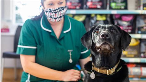 Get the inside scoop on jobs, salaries, top office locations, and ceo insights. Portishead Vets Price List | Vet Prices in North Somerset ...