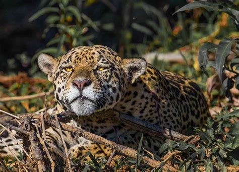 Now Is The Time To Think About Reintroducing Jaguars Into The Us