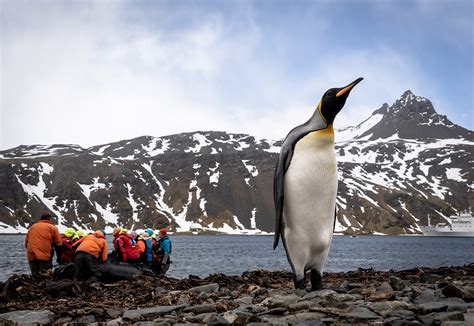 An Adventure In South Georgia With Nomadasaurus One Ocean Expeditions