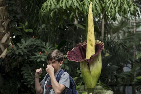 See more ideas about corpse flower, corpse, titan arum. Rare 'corpse flower' returns to stink up NYC this weekend
