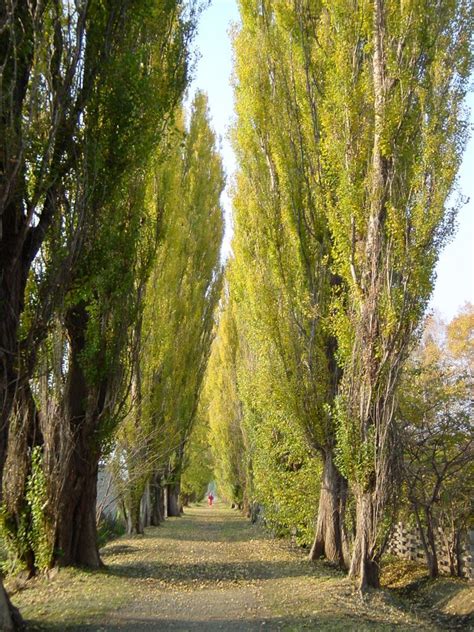Poplar Trees At Hokkaido University I Lived Near Here As A Child Very