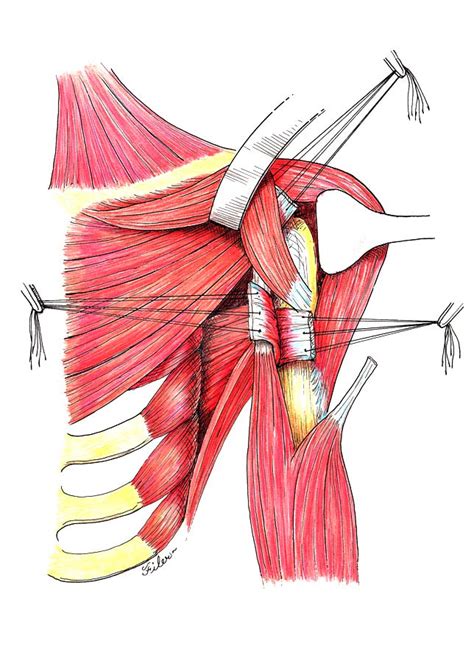 The Plane Between The Latissimus Dorsi And The Teres Major Tendons Is