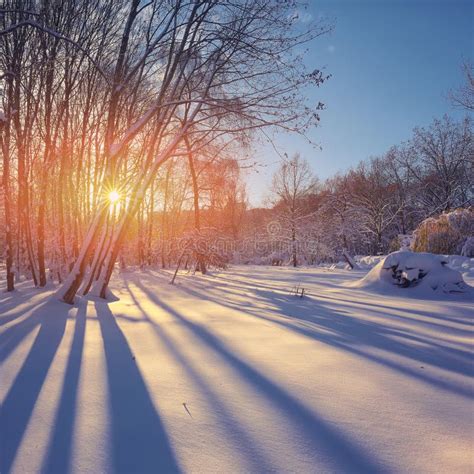 Beautiful Winter Sunset With Trees In The Snow Stock Photo Image Of
