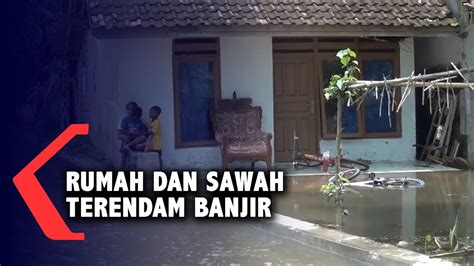 Puluhan Rumah Dan Ratusan Hektar Sawah Di Lumajang Terendam Banjir