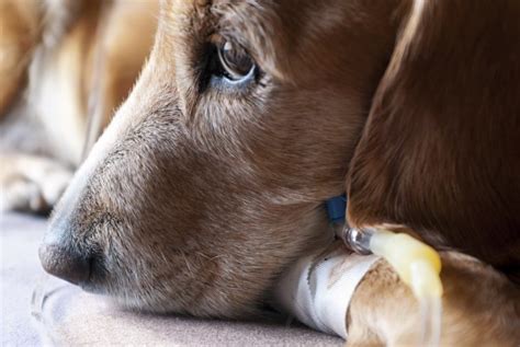Pet Cancer Prevention Ovrs Blog Oakland Veterinary Referral Services