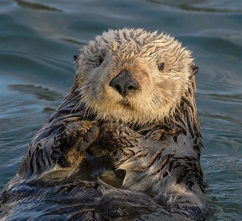 File Sea Otter Enhydra Lutris Crop Wikimedia Commons