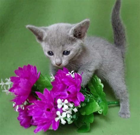 russian blue kittens for sale new jersey cats world club