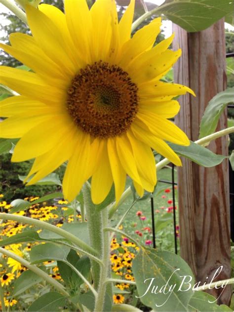 Sunflower Yellow Flowers Sunflower Plants