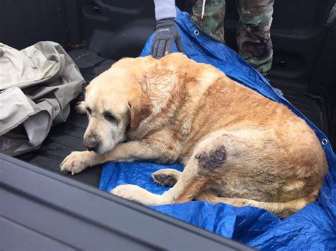 These Two Brave Dogs Survived After A Tornado Trapped Them Under A Home