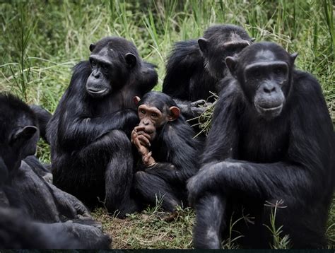 Inside The Drcs Safe Haven For Endangered Primates — World Ape Fund