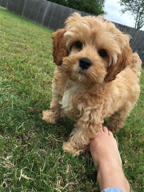 The last thing the shelter wants is for the dog to come back to them so they make every effort to find a permanent loving home. Cockapoo puppy dog so cute tiny cocker spaniel poodle mix ...