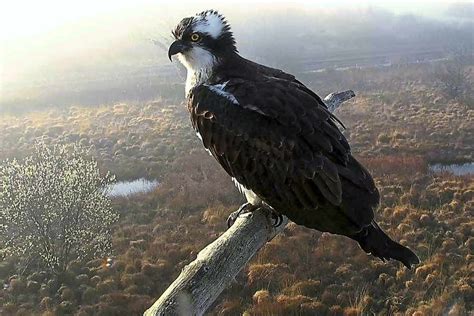 First Osprey Returns To Its Nesting Site In Mid Wales Shropshire Star