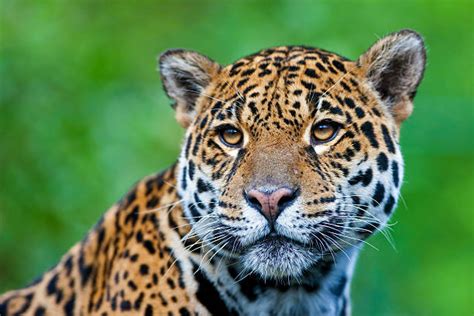 496 likes · 9 talking about this. Jaguar Pelt Pictures Stock Photos, Pictures & Royalty-Free ...