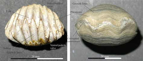 Brachiopod Morphology For Sedimentologists Geological Digressions