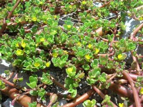 Последние твиты от fc porto (@fcporto). Портулак - посадка і догляд. Вирощування з насіння. Фото ...