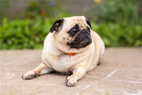 How Much Does A Pug Cost In India