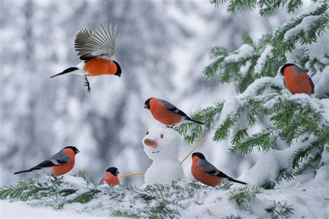 Bullfinches In Snow Covered Tree 高清壁纸 桌面背景 2048x1363 Id866026