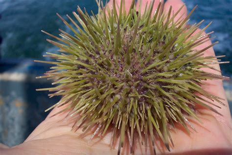 Huntsman Marine Science Centre Green Sea Urchins