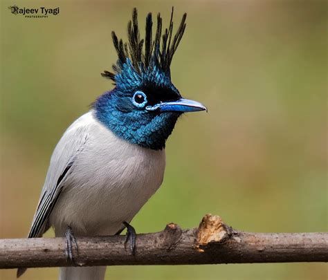 Top 25 Wild Bird Photographs Of The Week 101 National Geographic