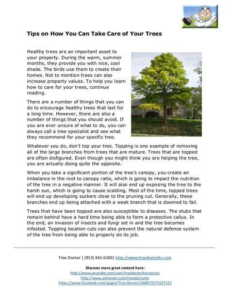 Tips On How You Can Take Care Of Your Trees