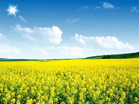 Canola Flower Field Nature Scenery Hd Wallpaper Preview