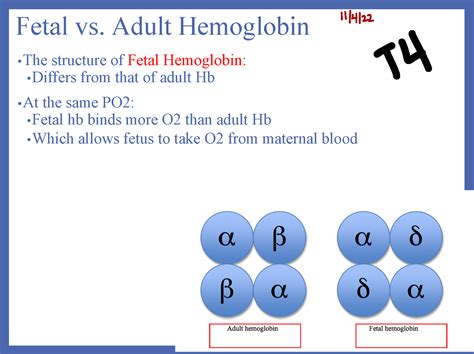Respiratory Powerpoint 5 Fetal Vs Adult Hemoglobin • The Structure