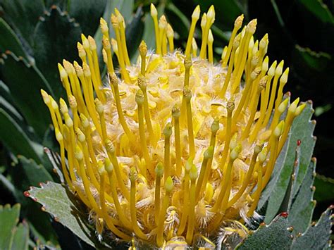 Check spelling or type a new query. A King Protea (Protea cynaroides), the national flower of ...