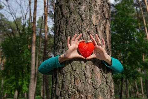 Hugging A Pine Tree With A Heart In Hands Stock Image Image Of Open