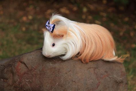 This Pretty Girl Is A Long Haired Silkie Guinea Pig Cuties Overload