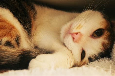 Collection by slime,unicorn and me. beautiful, calico, cat, cute, duna, kitten - image #76320 ...