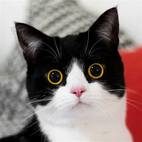 It's a 1975, british comedy film set in 963 ad. Meet Izzy, The Cat With The Funniest Facial Expressions ...