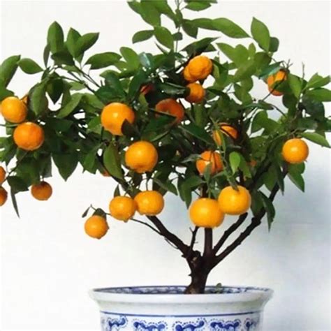 20pcs Bonsai Orange Potted Edible Tangerine Citrus Fruit Planting Dwarf