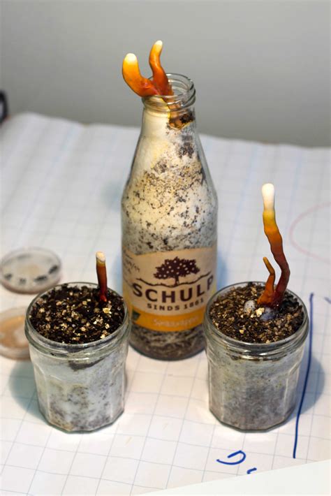 Below is growing portobello mushrooms in pots inside a greenhouse. Antoni Gandia - Mediamatic