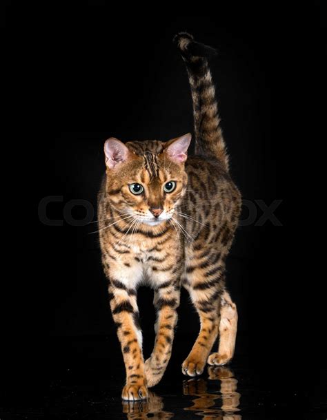 Bengal Cat In Studio Stock Image Colourbox