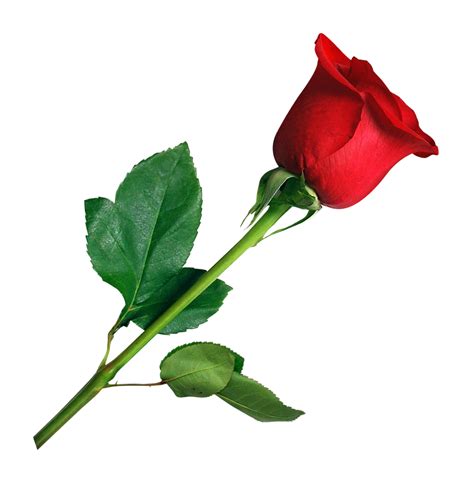 Rose Transparent Png Pictures Free Icons And Png Backgrounds