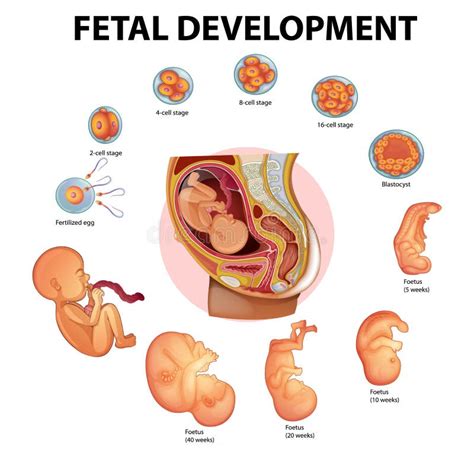 Stages Human Embryonic Development Stock Illustration Illustration Of