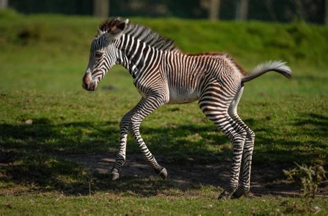 Rare Zebra Foal Earns Its Stripes Zooborns