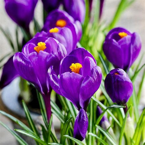 Buy Purple Flower Bulbs Online From Nurserylive At Lowest Price